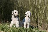 BEDLINGTON TERRIER 226